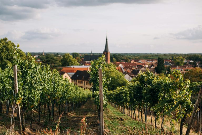 A Guide to the Best Wine Experiences in Amboise