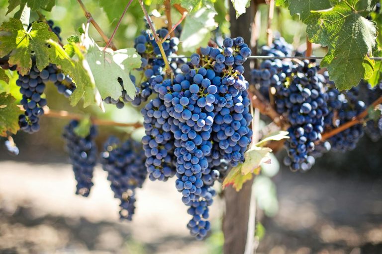 The Art of Winemaking: A Family Tradition