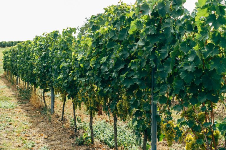 Pairing Our Wines with Local Cuisine