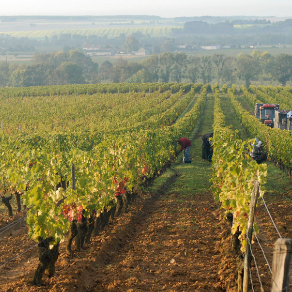 Chinon